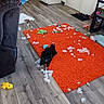 animal, black_dog, blanket, box, couch, dog, door, floor, home, indoor, living_room, mess, orange_rug, pet, playful, slippers, stuffing, table, toys, wood_floor