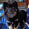 Arlo Little Button joined the competition — help win amazing prizes! dog, pet, indoor, fluffy, black_fur, tan_fur, blanket, wooden_floor, sitting, cute, fur, animal, cozy, relaxed, portrait, canine, household, comfort, brown, fur_pattern
