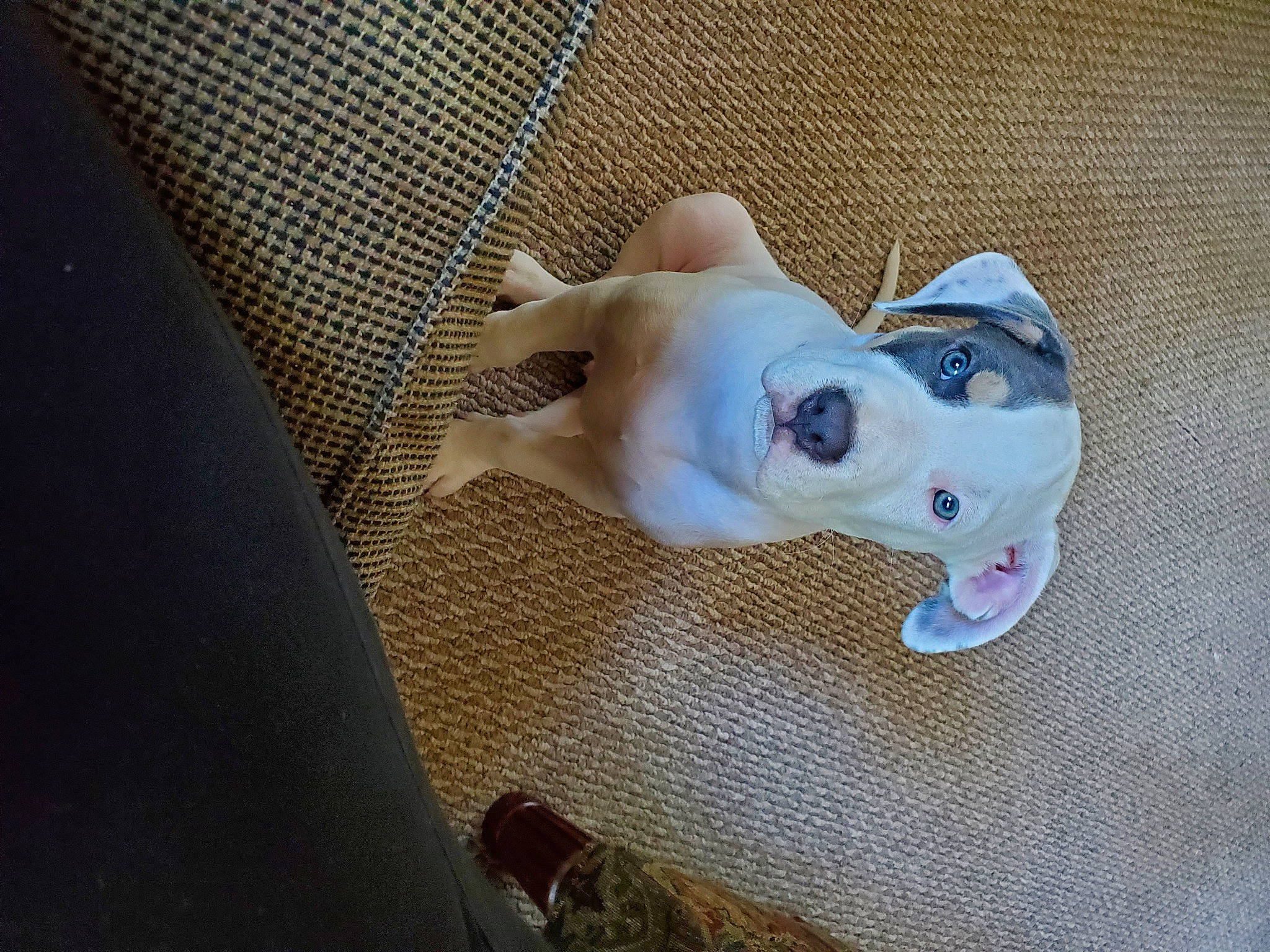 Cyrus joined the competition — help win amazing prizes! canidae, carmine, carnivore, comfort, companion_dog, dog, dog_breed, dog_clothes, dog_supply, ear, fawn, non_sporting_group, snout, sporting_group, tail, toy_dog, wood, working_animal