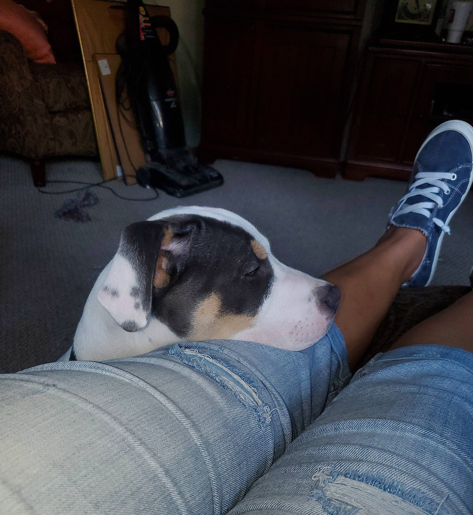 Cyrus is registered to the contest to win money with this photo: cabinetry, carnivore, chair, comfort, companion_dog, couch, dog, dog_breed, felidae, flooring, fur, human_leg, lap, paw, small_to_medium_sized_cats, snout, sporting_group, tail, walking_shoe, whiskers