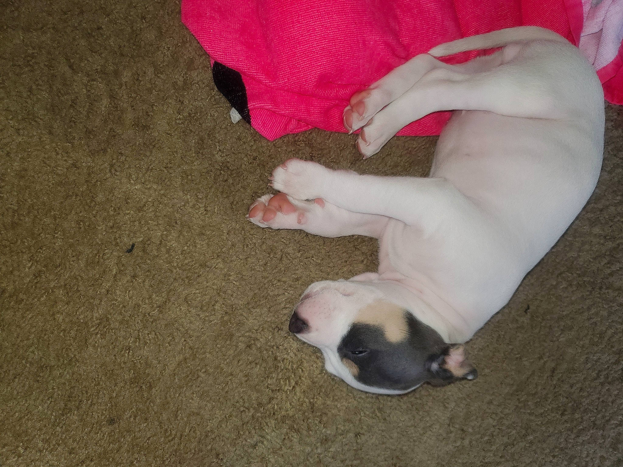 Cyrus joined the competition — help win amazing prizes! canidae, carnivore, claw, comfort, companion_dog, dog_breed, fawn, felidae, foot, fur, nail, paw, small_to_medium_sized_cats, snout, sporting_group, tail, toe, toy_dog, whiskers, working_animal