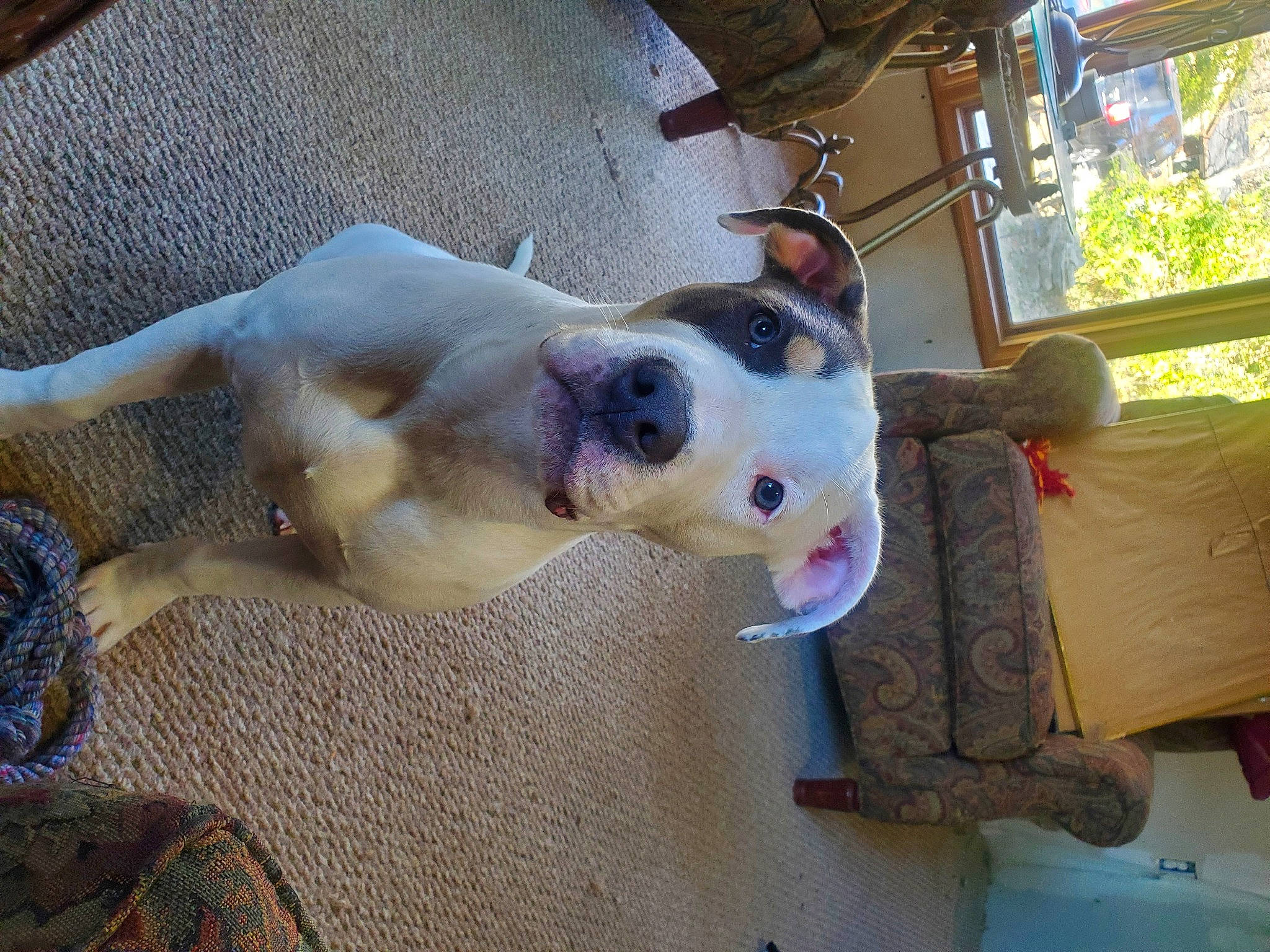 Cyrus is registered to the contest to win money with this photo: animal_shelter, canidae, carnivore, collar, companion_dog, couch, dog, dog_breed, dog_collar, dog_supply, fawn, fur, guard_dog, non_sporting_group, pet_supply, snout, sporting_group, wood