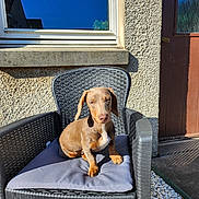 Piper joined the competition — help win amazing prizes! dog, puppy, dachshund, chair, outdoor, sunlight, cushion, pet, animal, wicker, relaxing, house, window, door, shadow, stone, wall, small_dog, cute, resting