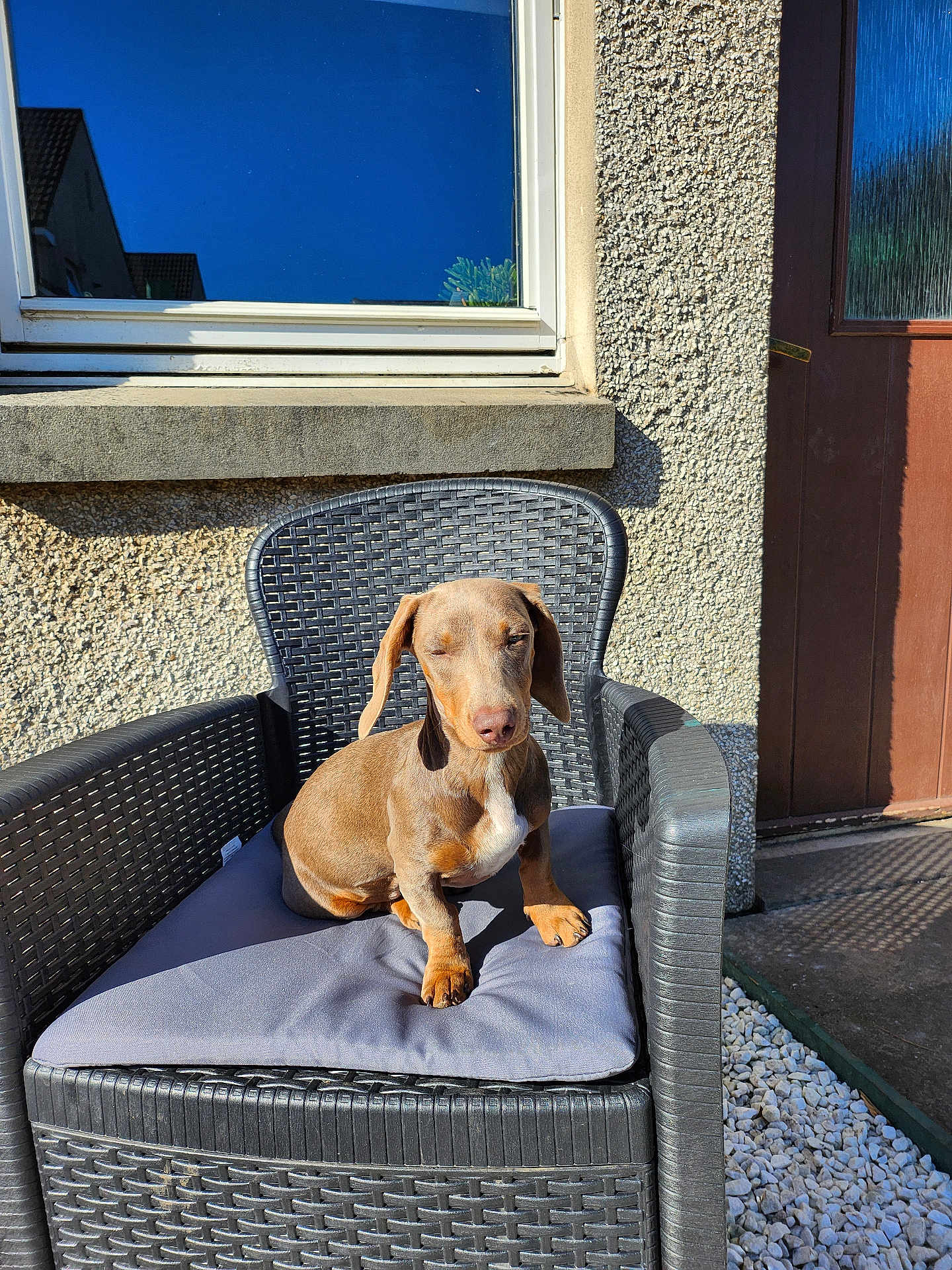 Piper