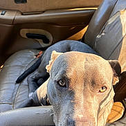 Jasper joined the competition — help win amazing prizes! dog, car_interior, sunlight, leather_seat, seat, pet, animal, closeup, portrait, brown, gray, canine, relaxed, window, daylight, indoor, seatbelt, resting, face, ears