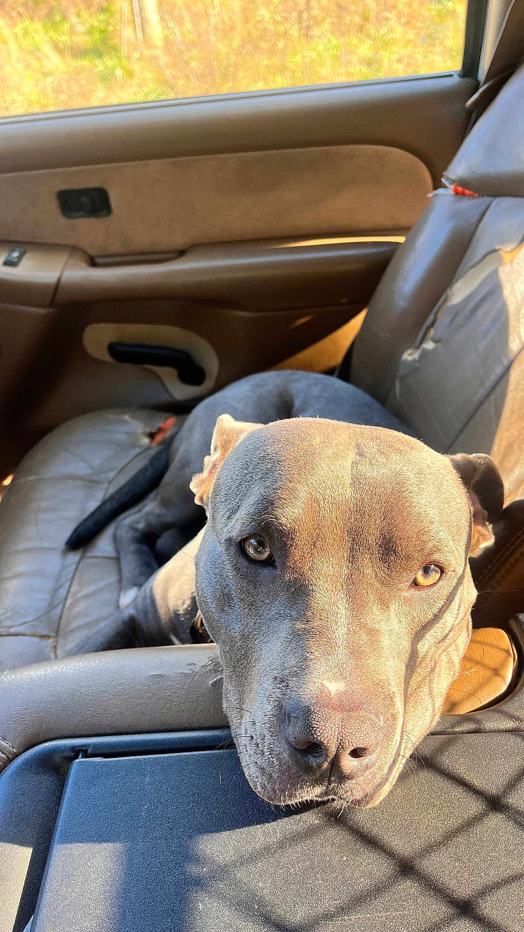 Jasper joined the competition — help win amazing prizes! dog, car_interior, sunlight, leather_seat, seat, pet, animal, closeup, portrait, brown, gray, canine, relaxed, window, daylight, indoor, seatbelt, resting, face, ears