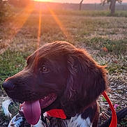 Alto participe au concours pour gagner de l'argent avec cette photo : dog, sunset, outdoor, grass, collar, tongue, brown, white, pet, animal, nature, leash, happy, relaxed, summer, field, tree, sun, warm_light, closeup