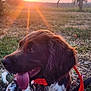dog, sunset, outdoor, grass, collar, tongue, brown, white, pet, animal, nature, leash, happy, relaxed, summer, field, tree, sun, warm_light, closeup