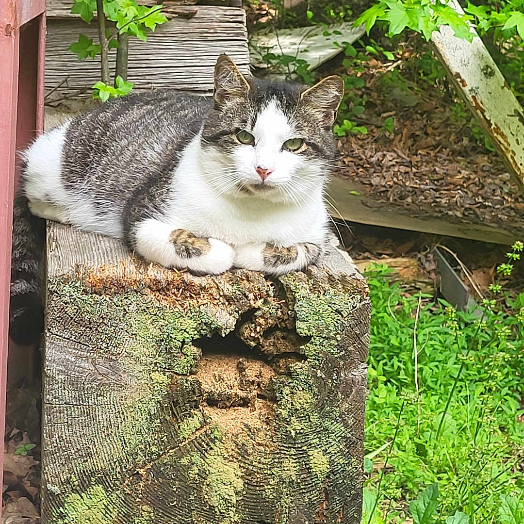 Casper joined the competition — help win amazing prizes! animal, calm, cat, closeup, feline, greenery, leaf, log, moss, nature, outdoor, plant, relaxed, resting, rustic, tabby, tree, white, wildlife, wood