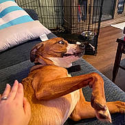 Lizzy joined the competition — help win amazing prizes! brown_dog, couch, cushion, dog, dog_bowl, dog_crate, expression, furniture, hand, home, human_hand, indoor, living_room, paw, pet, pillow, relaxing, white_dog, wide_eyes, wood_floor