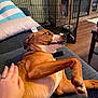 brown_dog, couch, cushion, dog, dog_bowl, dog_crate, expression, furniture, hand, home, human_hand, indoor, living_room, paw, pet, pillow, relaxing, white_dog, wide_eyes, wood_floor