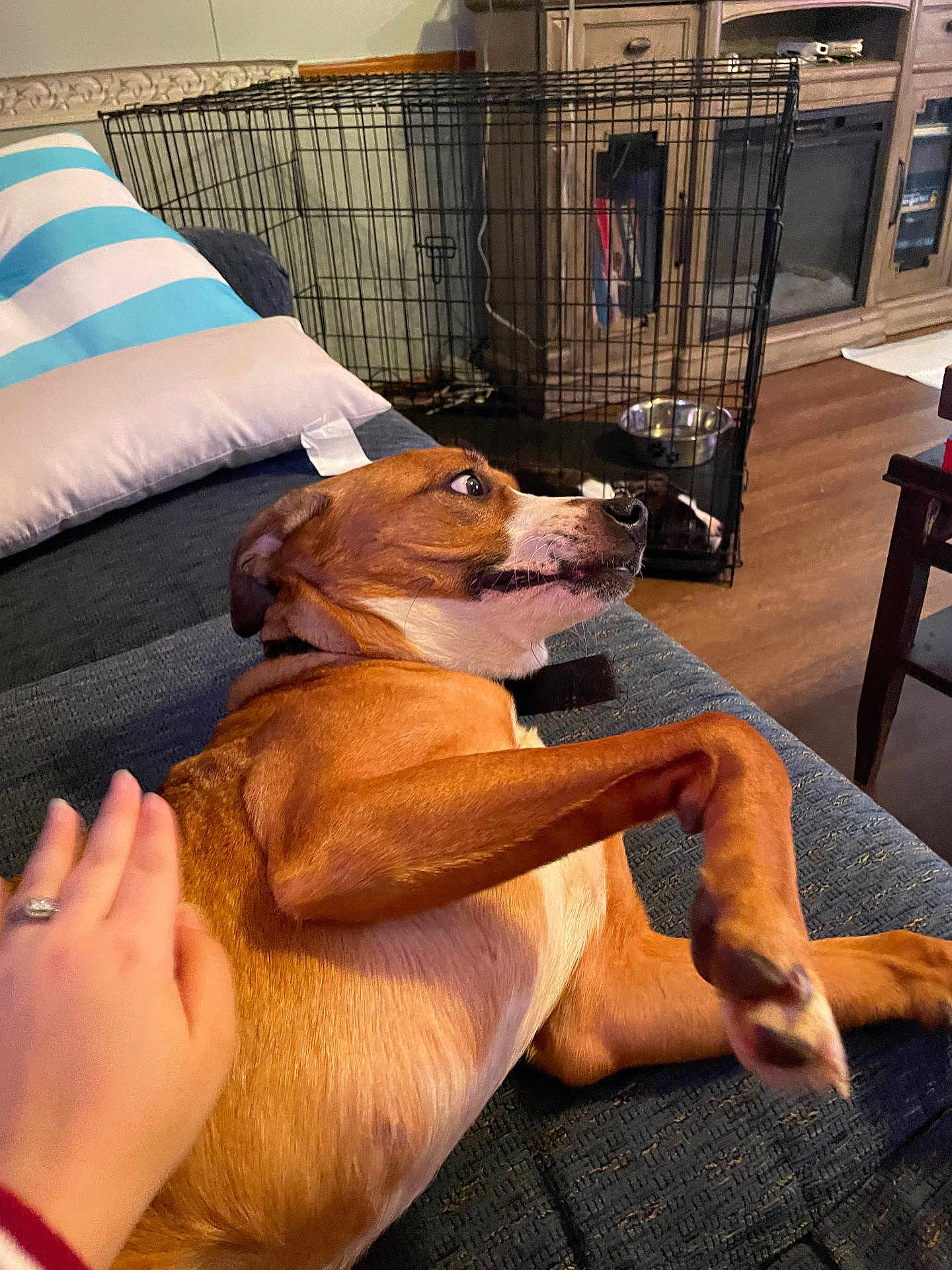 Lizzy joined the competition — help win amazing prizes! brown_dog, couch, cushion, dog, dog_bowl, dog_crate, expression, furniture, hand, home, human_hand, indoor, living_room, paw, pet, pillow, relaxing, white_dog, wide_eyes, wood_floor
