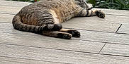 Vida joined the competition — help win amazing prizes! cat, tabby, sleeping, wooden_deck, outdoor, nature, greenery, plants, relaxation, feline, animal, paw, fur, resting, peaceful, daylight, summer, quiet, calm, domestic_cat