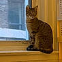 cat, tabby, window_sill, indoor, curious, pet, animal, feline, looking, mesh_screen, urban, building, yellow_lighting, domestic, side_view, sitting, tail, ears, whiskers, window_frame