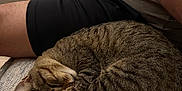 Vida joined the competition — help win amazing prizes! cat, couch, cozy, curled_up, fur, furniture, home, human, indoor, leisure, paw, person, pet, relaxing, resting, shirt, shorts, sleeping, striped_tail, tabby_cat
