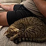 cat, tabby_cat, sleeping, curled_up, couch, furniture, person, shorts, shirt, indoor, relaxing, pet, cozy, resting, striped_tail, paw, fur, home, leisure, human