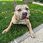 Toska a rejoint le concours — aidez-le/la à gagner de superbes lots ! animal, canine, collar, daisy, dandelion, daylight, dog, ears, face, flower, garden, grass, lawn, nose, outdoor, pavement, paw, pet, relaxed, sidewalk