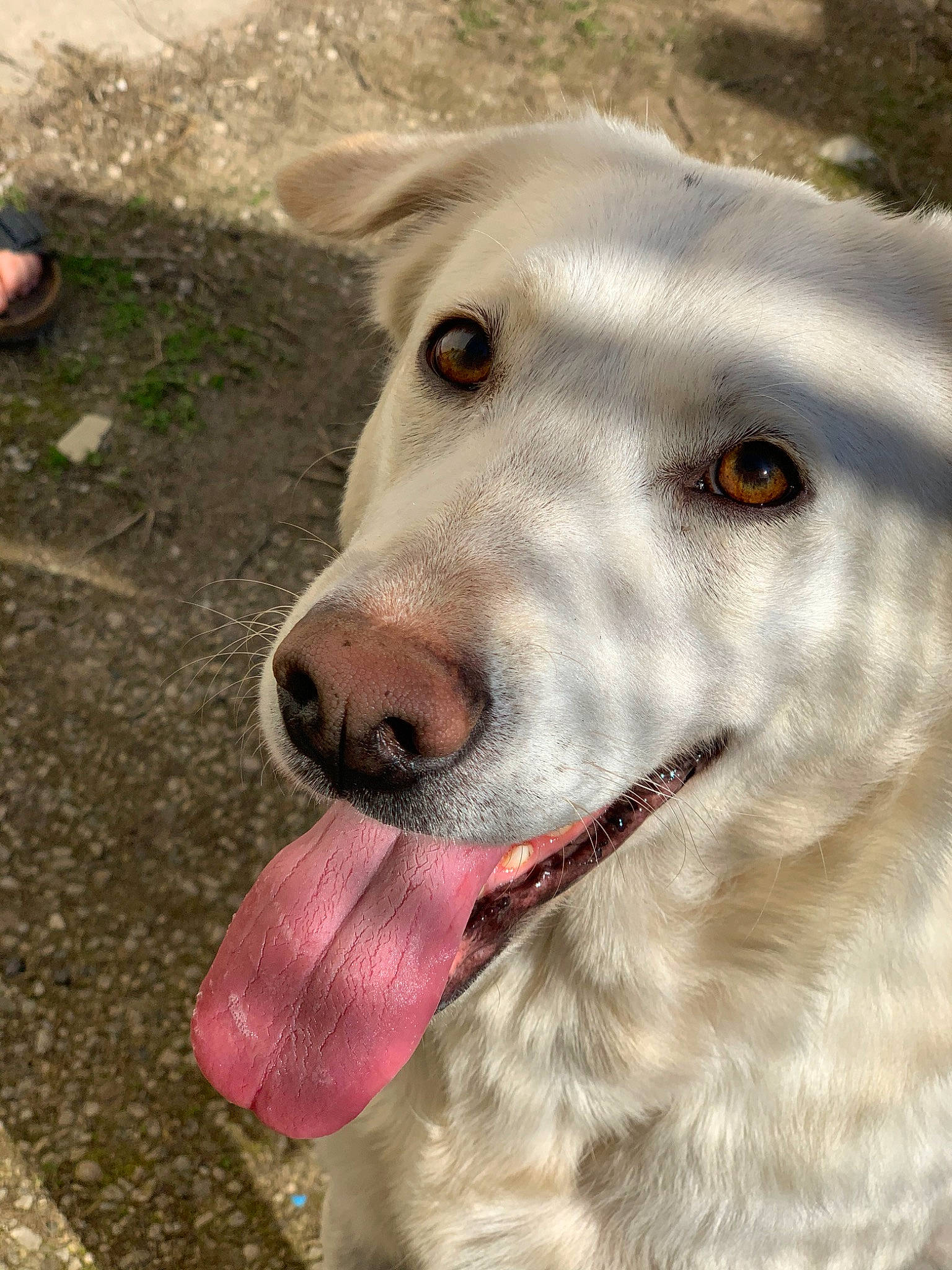 Meika a rejoint le concours — aidez-le/la à gagner de superbes lots ! canidae, carnivore, dog, dog_breed, fawn, labrador_retriever, mammal, nose, rare_breed_dog, retriever, snout, sporting_group, vertebrate