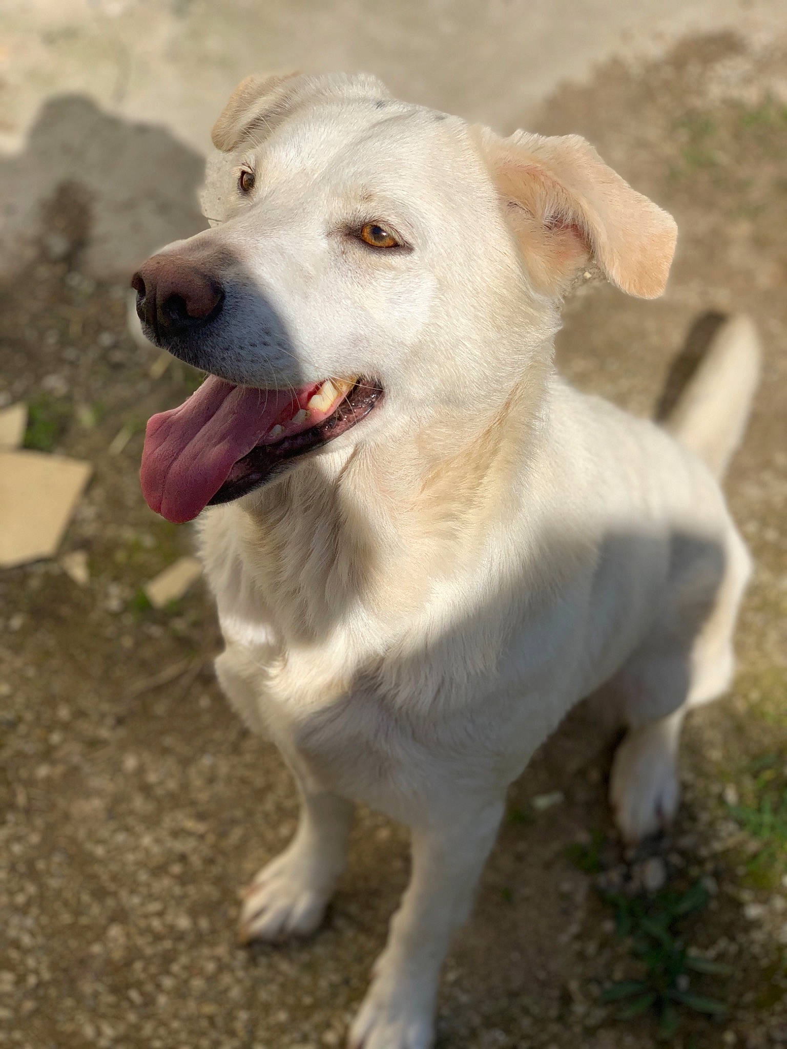 Meika a rejoint le concours — aidez-le/la à gagner de superbes lots ! canidae, carnivore, companion_dog, dog, dog_breed, fawn, labrador_retriever, mammal, puppy, rare_breed_dog, retriever, snout, sporting_group