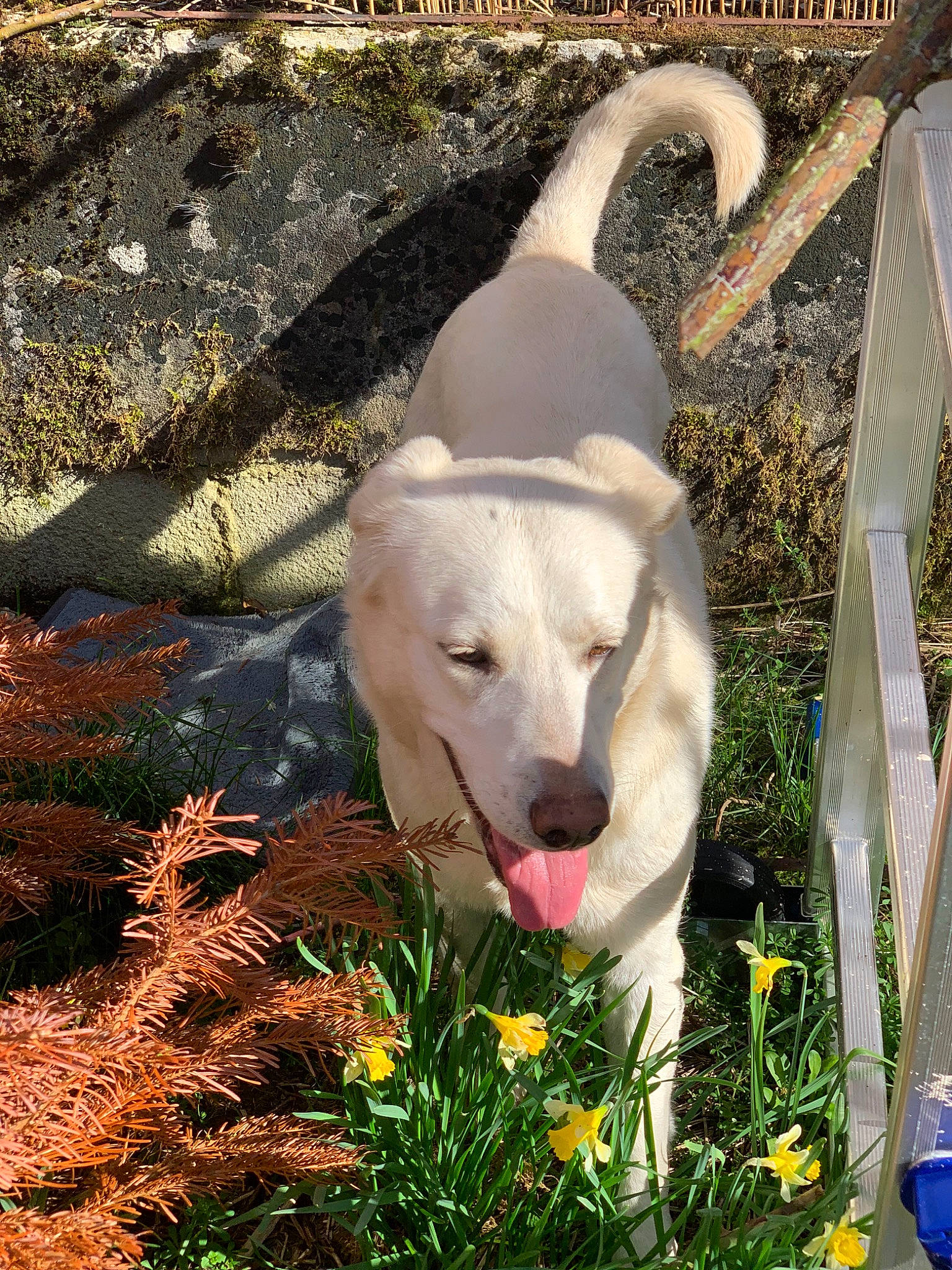 Meika participe au concours pour gagner de l'argent avec cette photo : canidae, carnivore, dog, dog_breed, fawn, labrador_retriever, mammal, non_sporting_group, retriever, snout, sporting_group, vertebrate