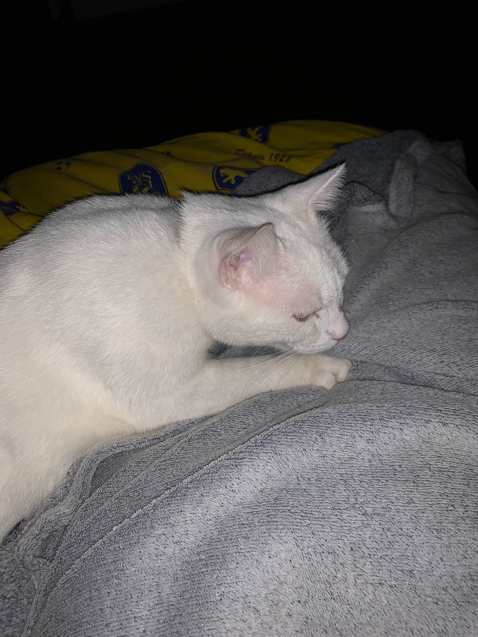 Bouboule a rejoint le concours — aidez-le/la à gagner de superbes lots ! burmilla, carnivore, cat, colorpoint_shorthair, domestic_short_haired_cat, eye, fawn, felidae, khao_manee, kitten, mammal, nap, sleep, small_to_medium_sized_cats, tail, turkish_angora, whiskers