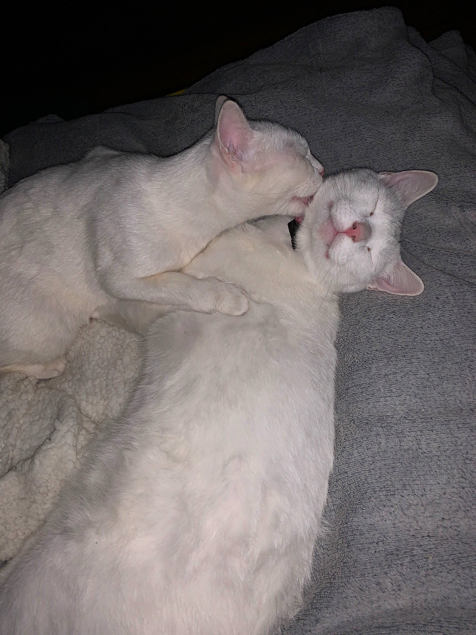 Bouboule a rejoint le concours — aidez-le/la à gagner de superbes lots ! burmilla, carnivore, cat, colorpoint_shorthair, cornish_rex, devon_rex, fawn, felidae, khao_manee, kitten, mammal, small_to_medium_sized_cats, tail, turkish_angora, whiskers, white