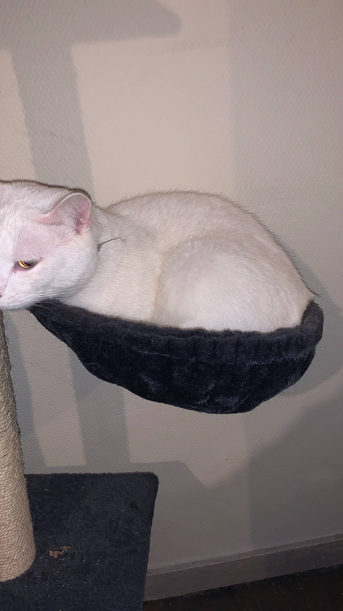 Bouboule participe au concours pour gagner de l'argent avec cette photo : burmilla, carnivore, cat, cat_bed, colorpoint_shorthair, cornish_rex, felidae, khao_manee, small_to_medium_sized_cats, tail, whiskers