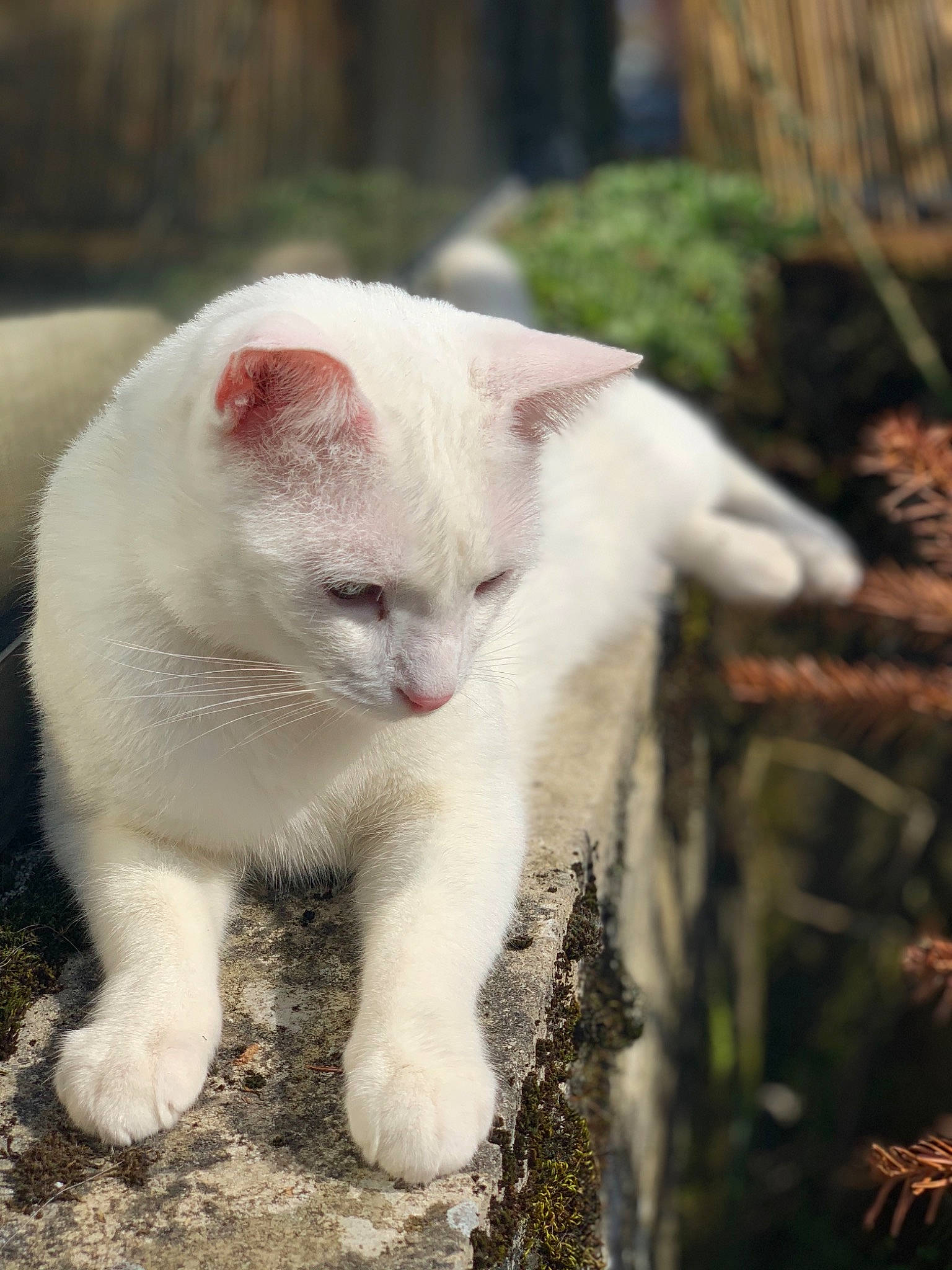 Bouboule participe au concours pour gagner de l'argent avec cette photo : carnivore, cat, domestic_short_haired_cat, fawn, felidae, fur, german_rex, khao_manee, mammal, small_to_medium_sized_cats, snout, tail, turkish_angora, whiskers