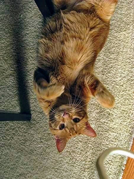 Huey joined the competition — help win amazing prizes! canidae, carnivore, cat, claw, dog_breed, domestic_short_haired_cat, fawn, felidae, foot, fur, kitchen_utensil, paw, small_to_medium_sized_cats, snout, tableware, tail, terrestrial_animal, whiskers, wildlife, wood