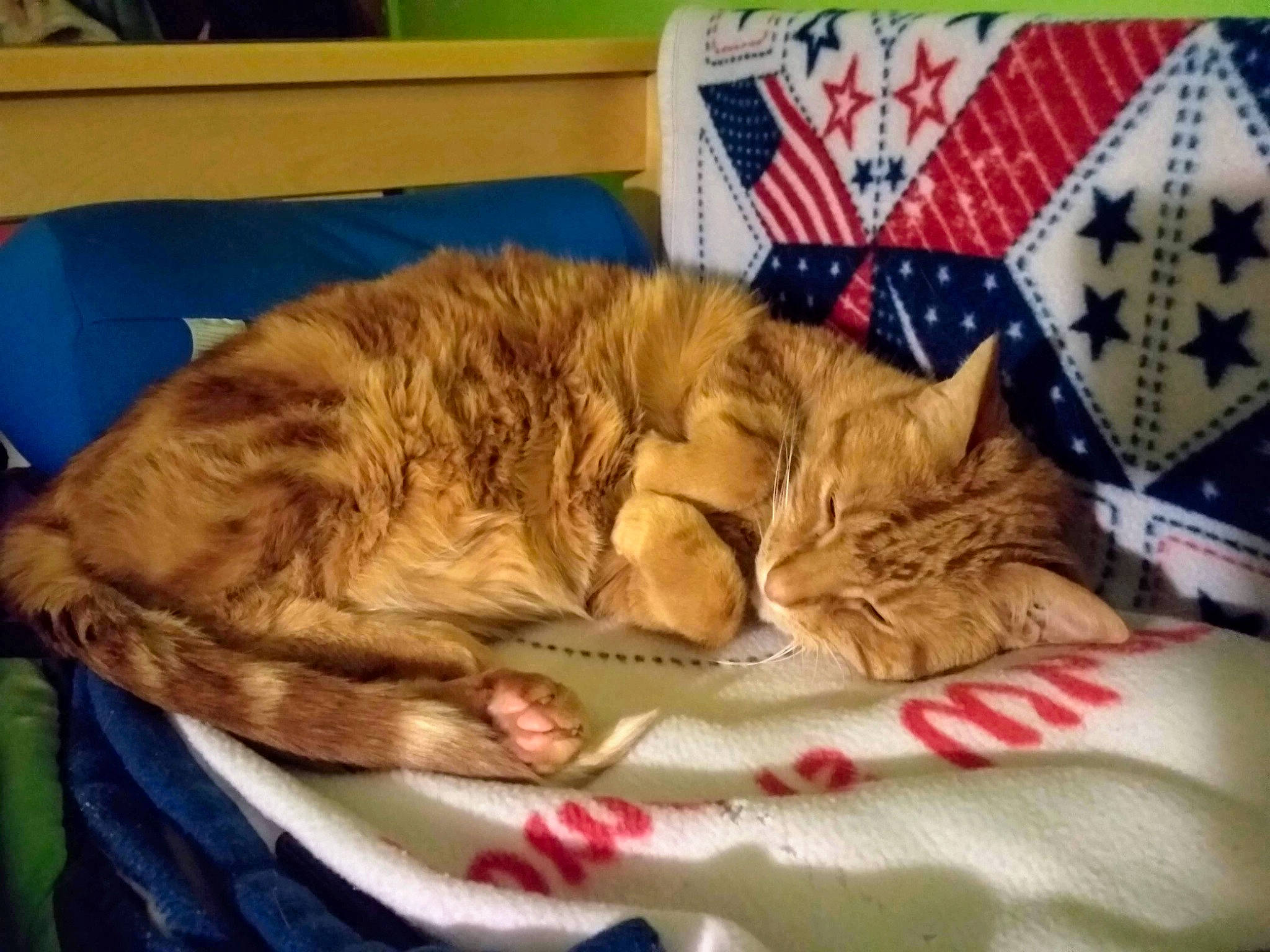 Huey is registered to the contest to win money with this photo: bed, bed_sheet, bedding, bedtime, carnivore, cat, claw, comfort, domestic_short_haired_cat, fawn, felidae, fur, linens, mammal, nap, paw, pet_supply, small_to_medium_sized_cats, tail, whiskers