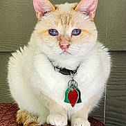 Boo joined the competition — help win amazing prizes! blue_eyes, cat, close_up, collar, curious, cushion, ears, feline, fur, indoor, orange_fur, paws, pet, pink_nose, portrait, sitting, tag, whiskers, white_fur, wooden_wall