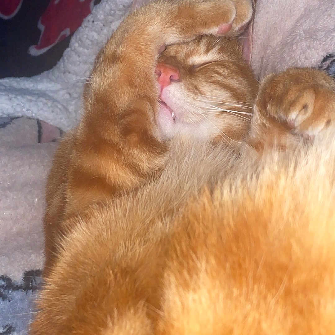 Simba participe au concours pour gagner de l'argent avec cette photo : abyssinian, animal, bed, bedroom, blanket, bodypart, cat, couch, furniture, homedecor, indoors, kitten, manx, mouth, person, pet, quilt, room, sleeping, towel