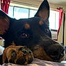 animal, black, brown, close_up, cozy, curtains, dog, ears, expression, face, fur, home, indoor, nose, paw, pet, relaxed, resting, soft_surface, window