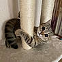 Papouille a rejoint le concours — aidez-le/la à gagner de superbes lots ! cat, kitten, tabby, scratching_post, climbing, indoor, plush_surface, curious, wide_eyes, feline, pet, animal, playful, claw, fur, whiskers, ears, tail, close_up, soft_texture