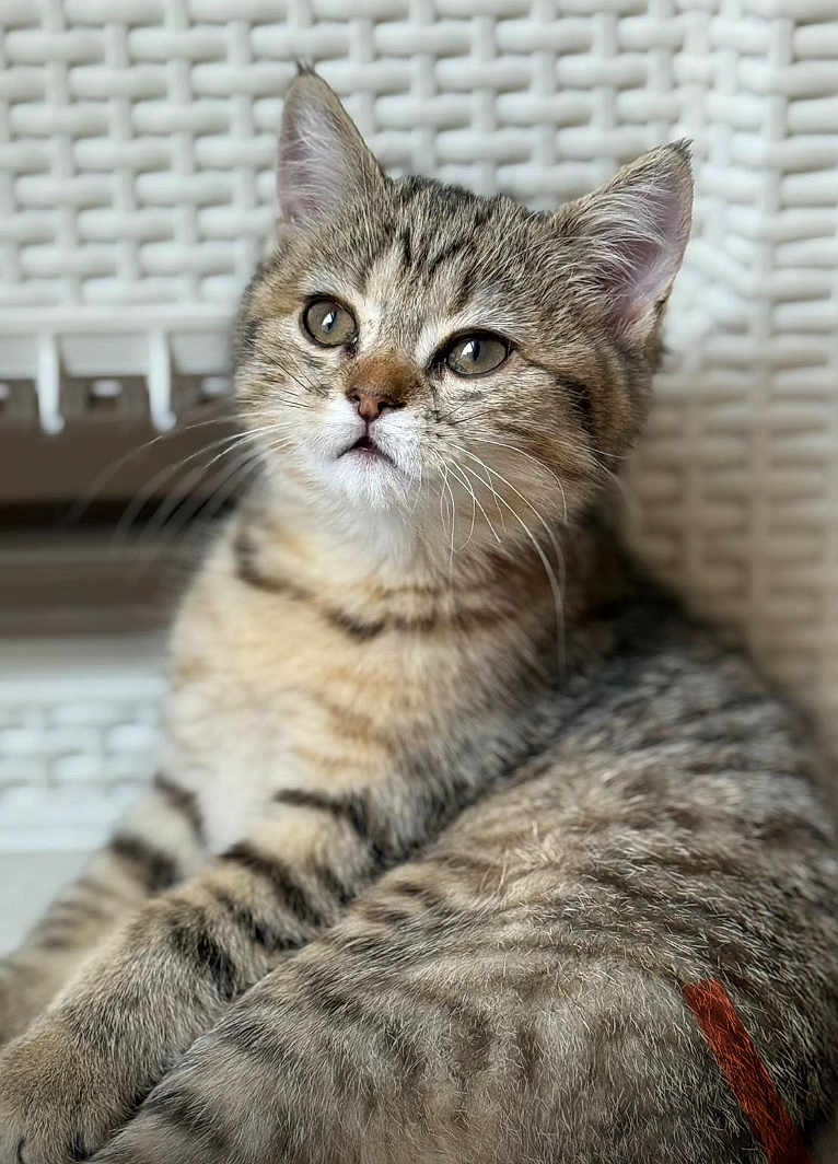 Papouille a rejoint le concours — aidez-le/la à gagner de superbes lots ! kitten, tabby, cat, feline, closeup, whiskers, fur, cute, pet, portrait, animal, indoor, resting, young, curious, eyes, ears, striped, soft, texture