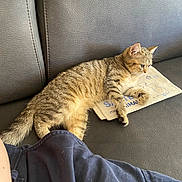Papouille a rejoint le concours — aidez-le/la à gagner de superbes lots ! cat, kitten, tabby, couch, leather, fabric, paw, clothing, person, resting, indoor, relaxed, feline, animal, pet, striped, soft, comfort, sitting, casual