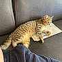 animal, casual, cat, clothing, comfort, couch, fabric, feline, indoor, kitten, leather, paw, person, pet, relaxed, resting, sitting, soft, striped, tabby