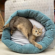 Kiwi a rejoint le concours — aidez-le/la à gagner de superbes lots ! animal, background, blue_bed, cat, cozy, curious, feline, fur, household_items, indoor, looking, metal_table, paw, pet_bed, relaxed, resting, tabby_cat, table, whiskers, wicker_chair