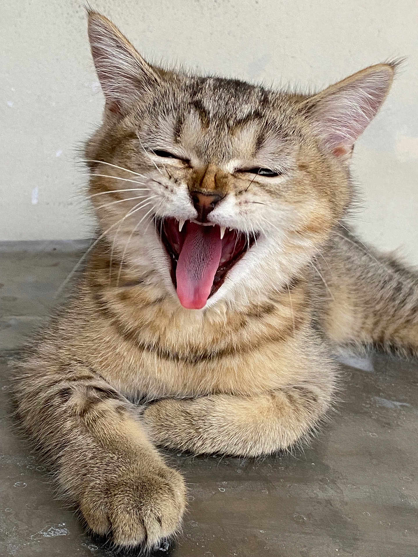 Kiwi a rejoint le concours — aidez-le/la à gagner de superbes lots ! cat, kitten, tabby, yawning, fangs, pink_tongue, fur, paw, close_up, cute, animal, pet, whiskers, relaxed, indoor, feline, playful, young, mammal, resting