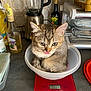 blender, bottle, bowl, cat, countertop, curious, dishware, domestic_animal, glass_bottle, household, indoor, kitchen, kitchen_scale, kitten, pet, playful, small_cat, stacked_dishes, tongue, tongue_out