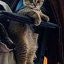 animal, armrest, brown, cat, chair, cozy, curious, cute, domestic, feline, fluffy, fur, hanging_legs, indoor, kitten, pet, resting, small, wide_eyes, young_animal