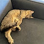 Kiwi a rejoint le concours — aidez-le/la à gagner de superbes lots ! animal, cat, comfort, couch, cozy, cute, domestic, feline, fur, indoor, nap, paw, pet, relaxed, resting, sleeping, soft, tabby, tail, whiskers