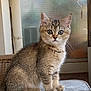 Kiwi a rejoint le concours — aidez-le/la à gagner de superbes lots ! kitten, cat, feline, pet, animal, fur, eyes, whiskers, ears, indoor, window, mesh, curious, sitting, table, brown, gray, cute, young, alert