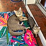 animal, bird_pattern, cat, colorful, cozy, curious, cushion, domestic, doorway, feline, floral_pattern, indoor, patterned_fabric, pet, playful, relaxed, resting, tabby_cat, tile_floor, two_cats