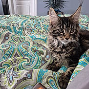 Willie joined the competition — help win amazing prizes! kitten, cat, tabby, bedspread, paisley_pattern, indoor, bedroom, decor, sun_face, wall_hanging, furniture, curious, feline, pet, animal, resting, soft_fur, closeup, bottle, colorful