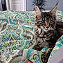 kitten, cat, tabby, bedspread, paisley_pattern, indoor, bedroom, decor, sun_face, wall_hanging, furniture, curious, feline, pet, animal, resting, soft_fur, closeup, bottle, colorful