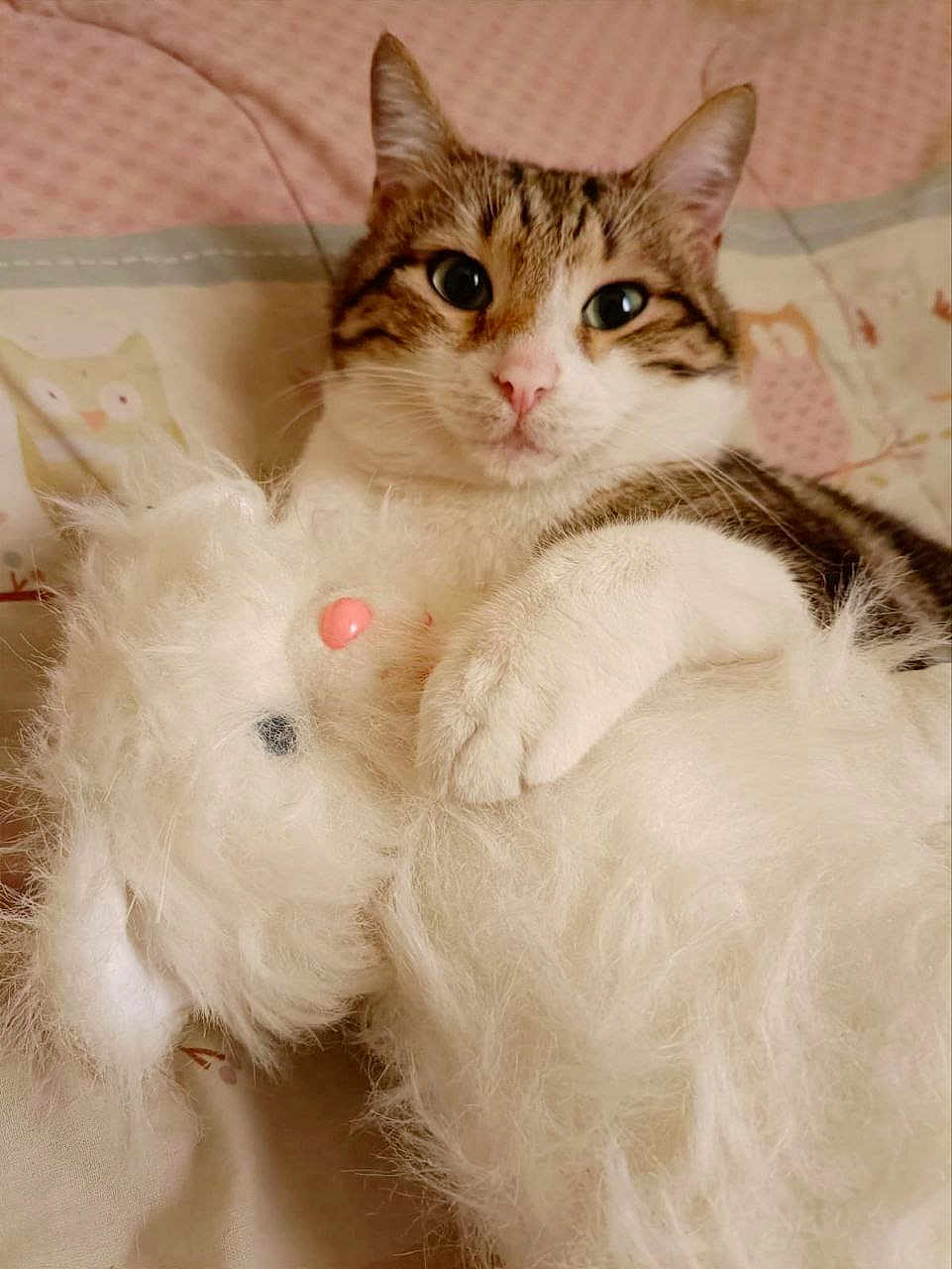Zataar a rejoint le concours — aidez-le/la à gagner de superbes lots ! animal, bed, blanket, cat, closeup, cuddling, cute, ears, face, fur, indoor, pet, pink, relaxed, soft, stuffed_animal, tabby, toy, whiskers, white