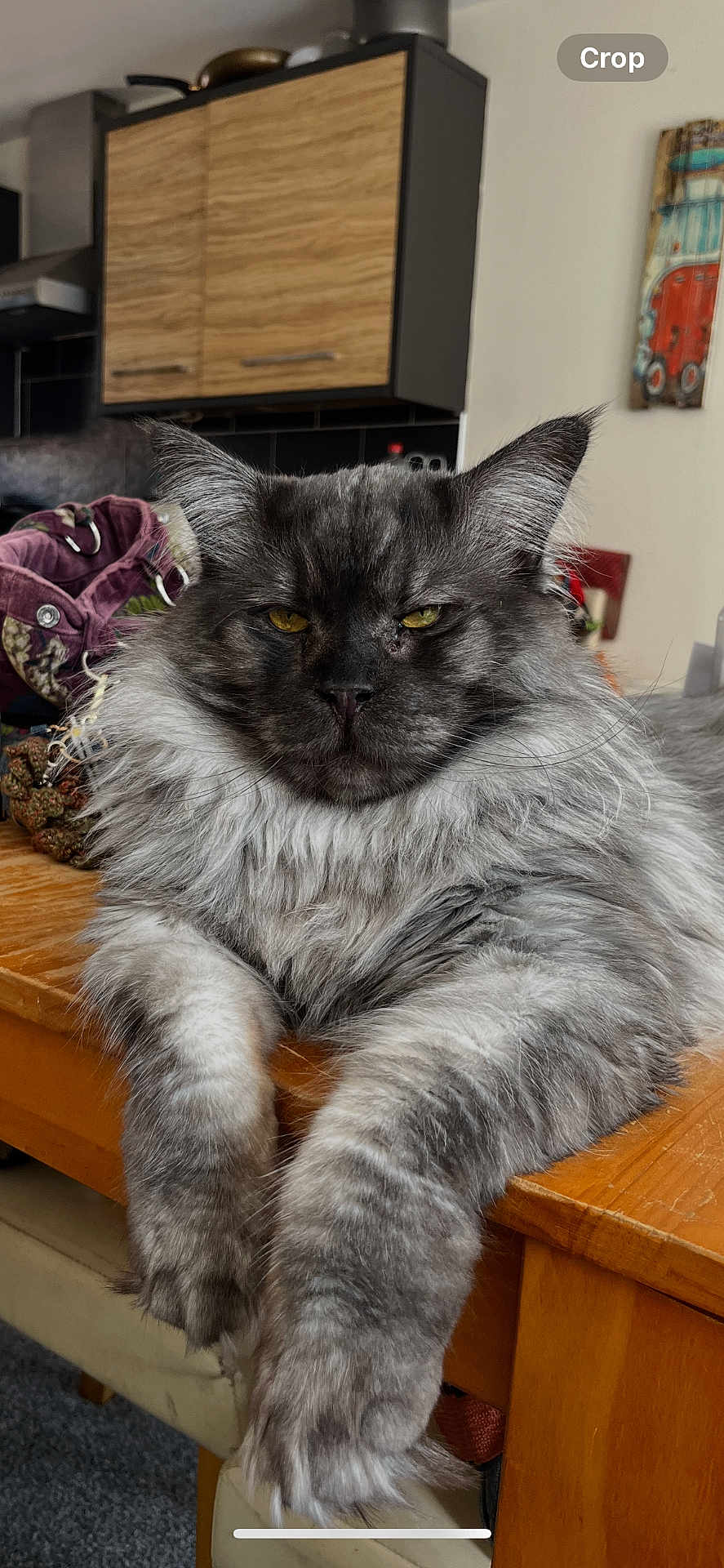 Jester is registered to the contest to win money with this photo: cat, fluffy, gray, table, wooden, indoor, pet, feline, relaxed, yellow_eyes, fur, close_up, home, kitchen, animal, domestic, portrait, resting, whiskers, paw