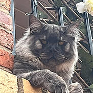 Jester joined the competition — help win amazing prizes! cat, gray_cat, brick_wall, metal_railing, flower, paws, claws, amber_eyes, feline, pet, outdoor, resting, closeup, animal, fur, whiskers, nature, leaf, portrait, window