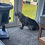 Jester joined the competition — help win amazing prizes! cat, indoor, carpet, glass_door, cat_tree, furniture, window, green_lawn, house, pet, animal, curious, fluffy, side_view, daylight, home, quiet, contemplative, domestic, resting